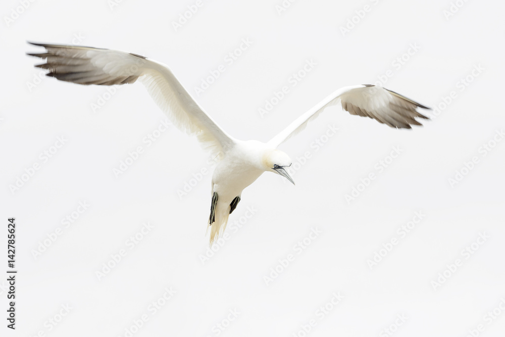Northern Gannet (Morus bassanus) flying against white sky, Great Saltee, Saltee Islands, Ireland. Northern Gannet (Morus bassanus) flying against white sky, Great Saltee, Saltee Islands, Ireland.