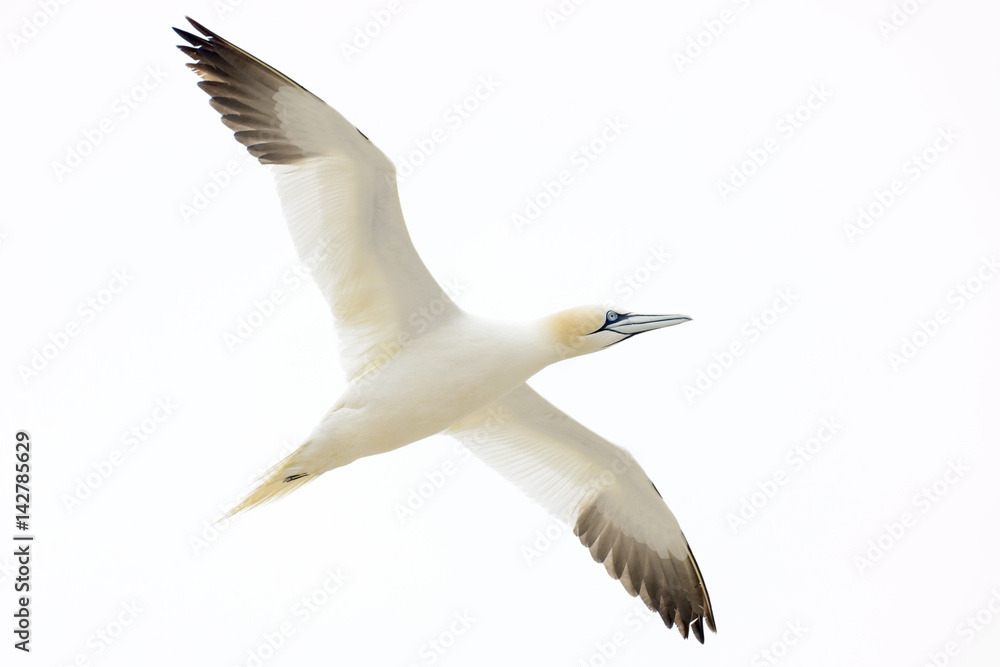 Fototapeta premium Northern Gannet (Morus bassanus) flying against white sky, Great Saltee, Saltee Islands, Ireland.