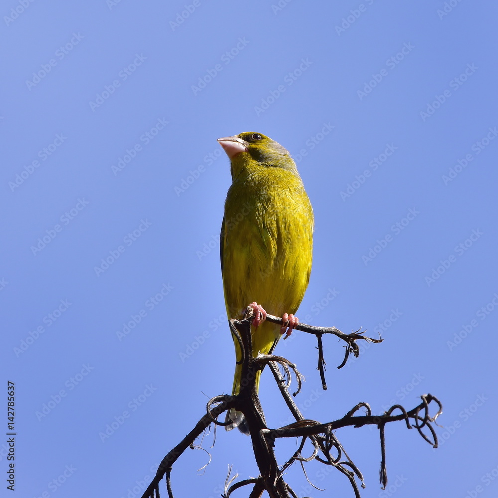 Obraz premium serin bird,island Mallorca