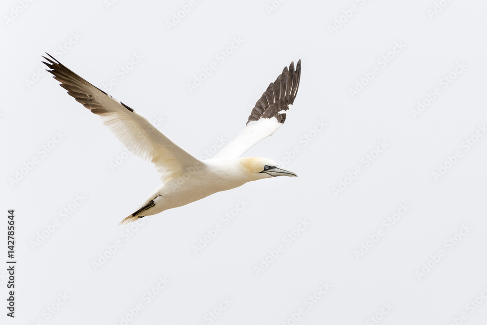 Naklejka premium Northern Gannet (Morus bassanus) flying against white sky, Great Saltee, Saltee Islands, Ireland.