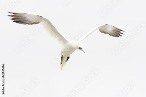 Northern Gannet (Morus bassanus) flying against white sky, Great Saltee, Saltee Islands, Ireland.