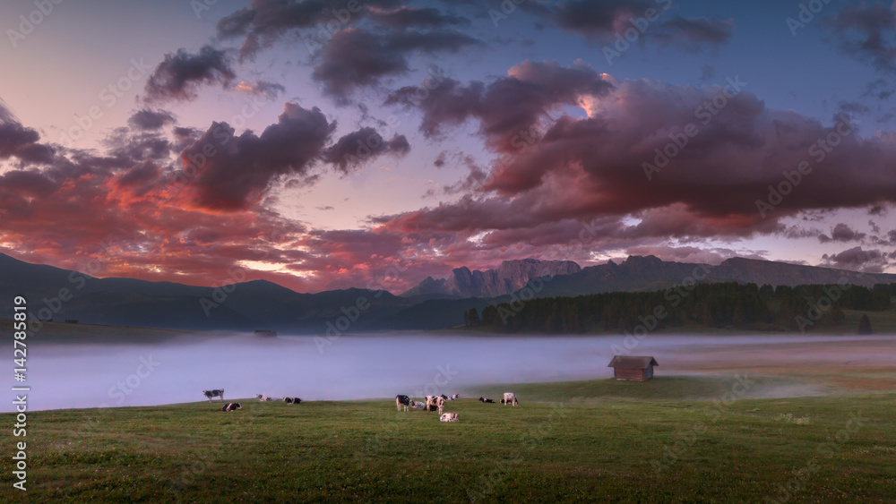 Herd of cows grazing in misty meadow at beautiful puple dawn
