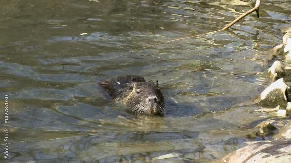 Ein Nutria kommt ans Ufer und sucht etwas Fressbares Ein Nutria kommt ans Ufer und sucht etwas Fressbares