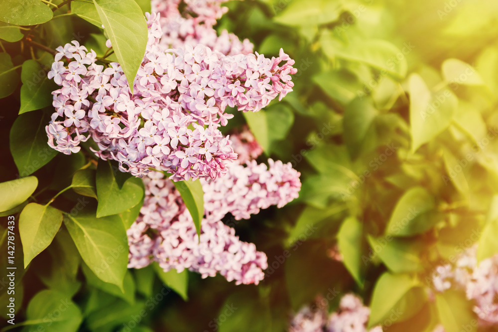Obraz premium Pink lilac bush in sunset in spring