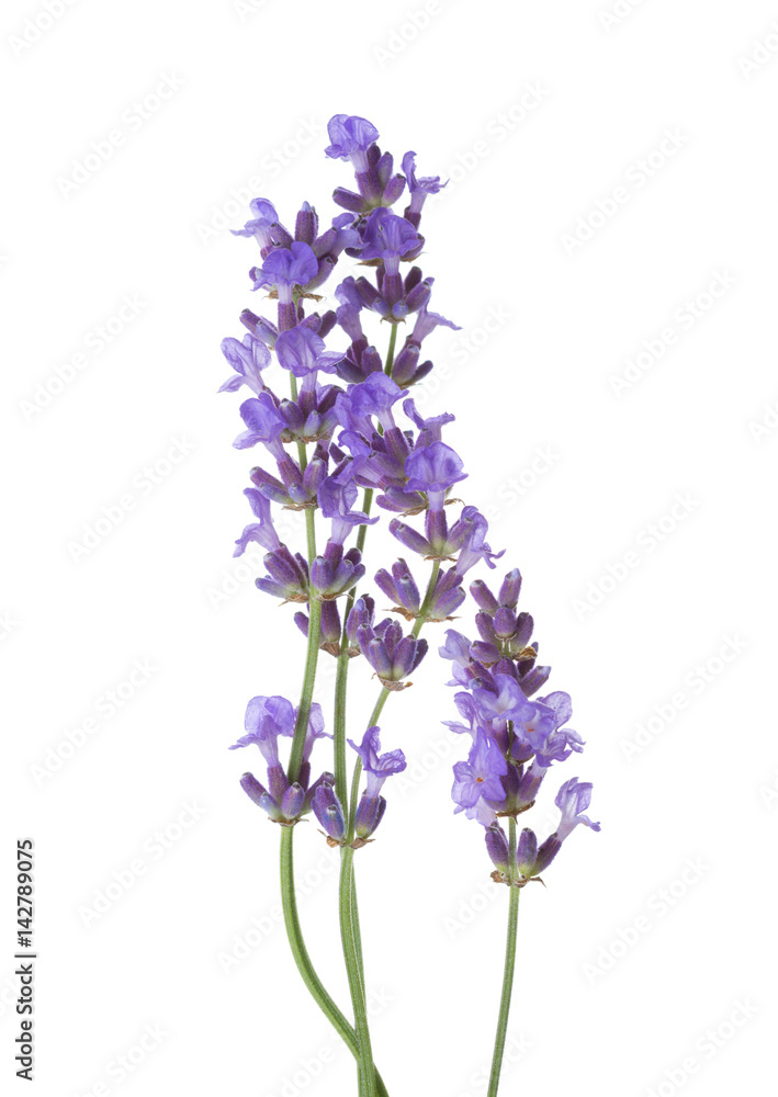 Fototapeta premium Few sprigs of lavender isolated on white background.