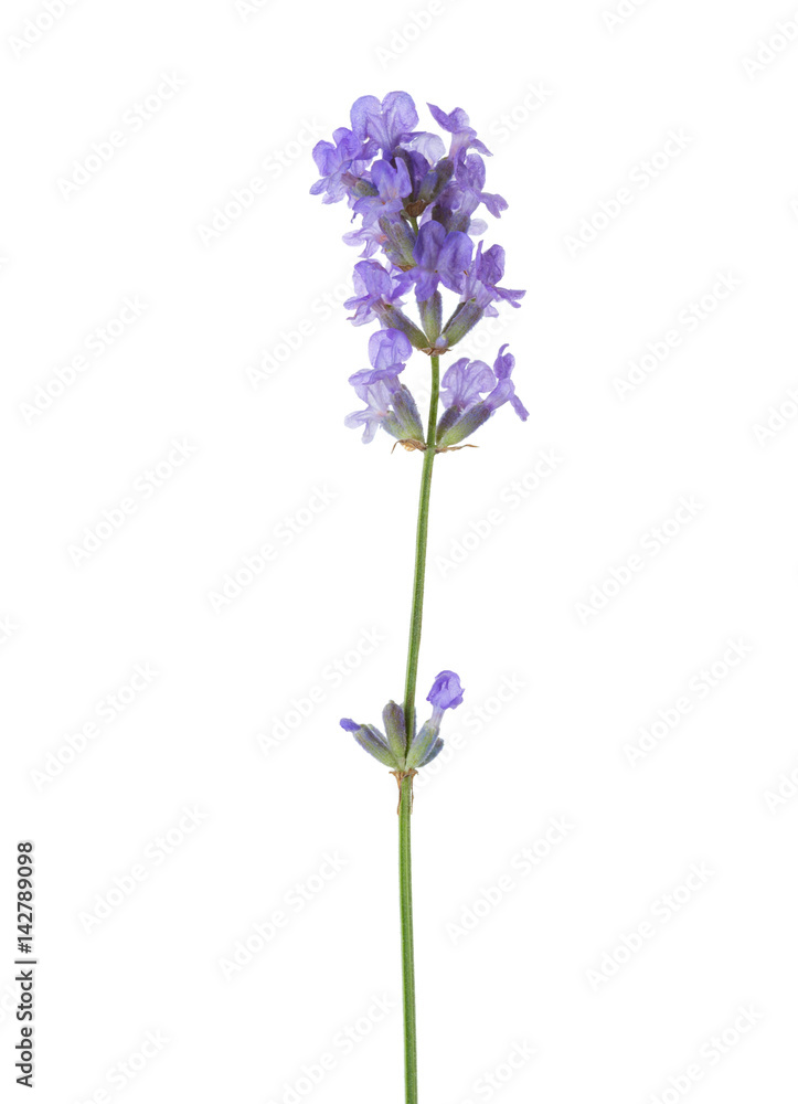 Sprig of lavender  isolated on white background