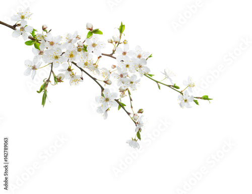 Cherry in blossom isolated on white  background. © Antonel