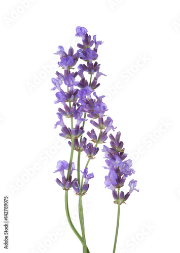 Few sprigs of lavender isolated on white background.