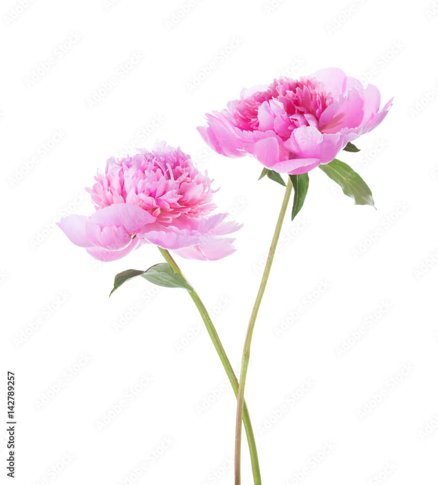 Two light pink peonies isolated on white background.