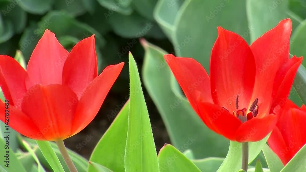 Zwei rote Tulpen bewegen sich im Wind (Nahaufnahme) Zwei rote Tulpen bewegen sich im Wind (Nahaufnahme)