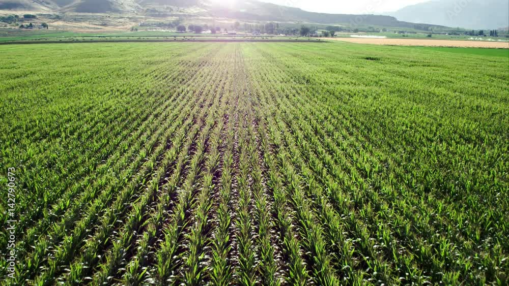 Corn Rows field. Пролетая над кукурузным полем. Drone view Corn field. Fields down. Row fields