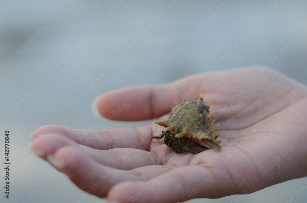 Obraz premium hermit crab, shell, hermit shell, nature, beach