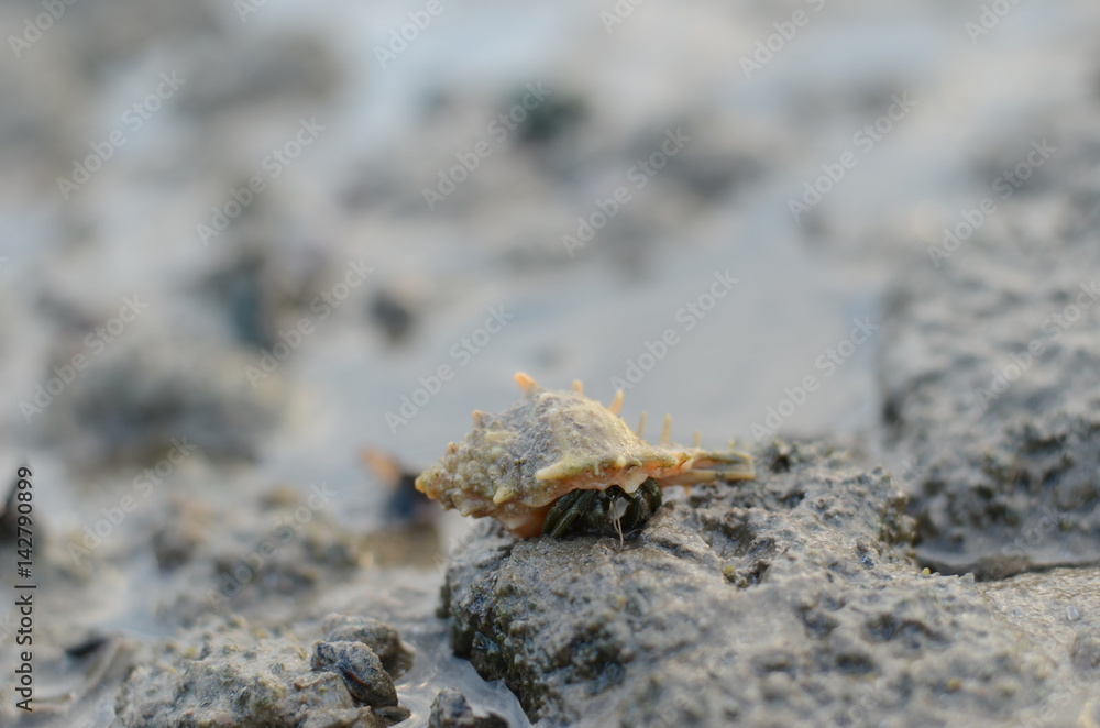 hermit crab, shell, hermit shell, nature, beach

