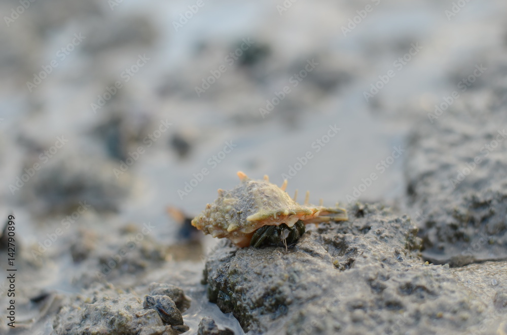 hermit crab, shell, hermit shell, nature, beach
hermit crab, shell, hermit shell, nature, beach