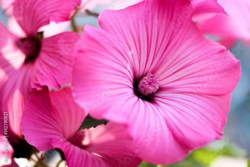 pink flower  flower closeup  Petunia  pink petals