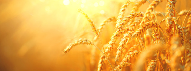 Wheat field. Ears of golden wheat closeup. Harvest concept