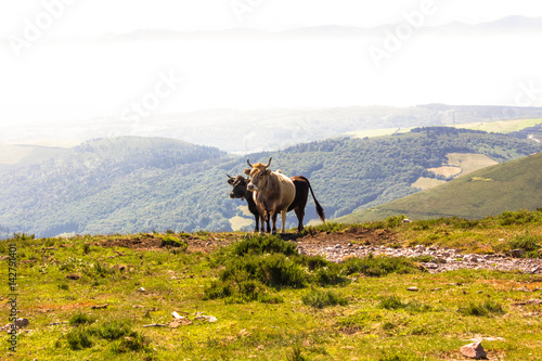 two cows on the mountain