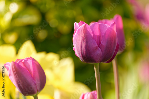 Tulipe violette