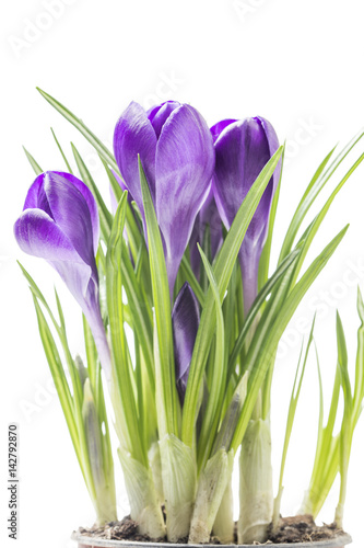 Fototapeta Naklejka Na Ścianę i Meble -  blue spring crocus flowers on a white background in studio