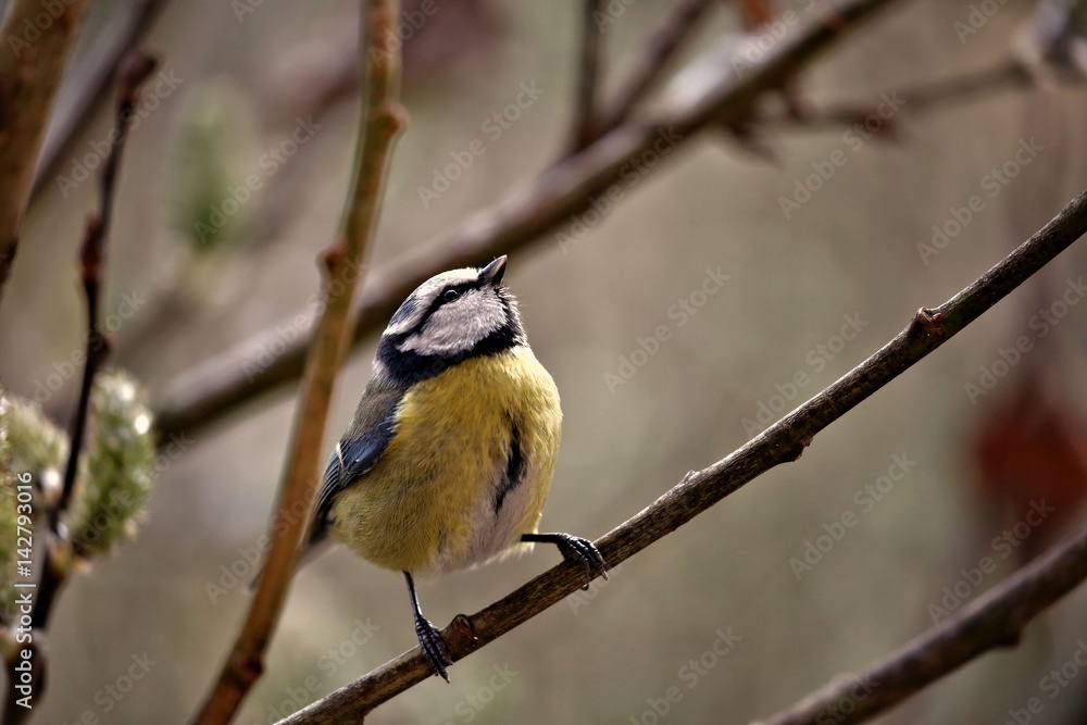Obraz premium Titmouse