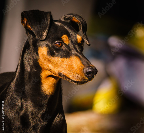 German pinscher