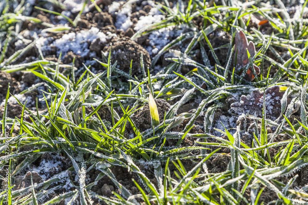 frozen leaves at the field