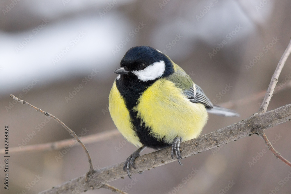 Obraz premium tit on a branch