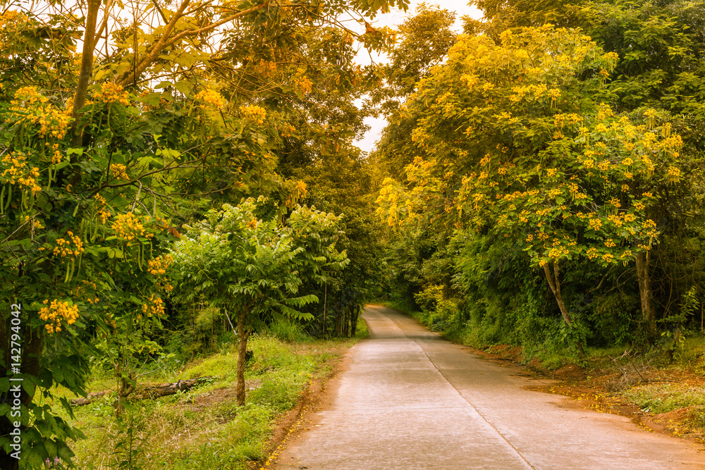 Fototapeta premium Concrete path pass through yellow blossom tree garden with sun light shine through leaves.