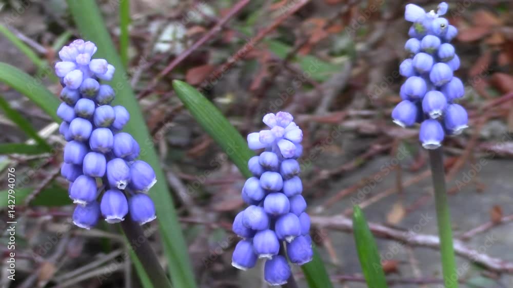 Muscari flowers in the garden - macro Muscari flowers in the garden - macro
