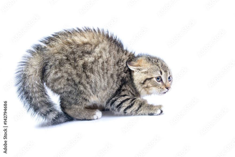 Fototapeta premium Frightened isolated cat 