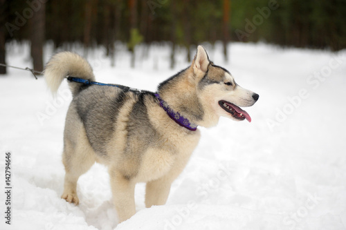 Siberian husky dog closeup portrait © Evdoha