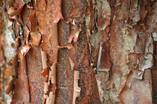 Paperbark Maple Bark Texture
