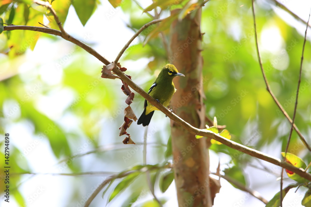 Green iora (Aegithina viridissima) in Sabah, Borneo