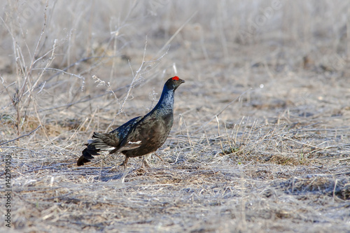 beautiful black grouse