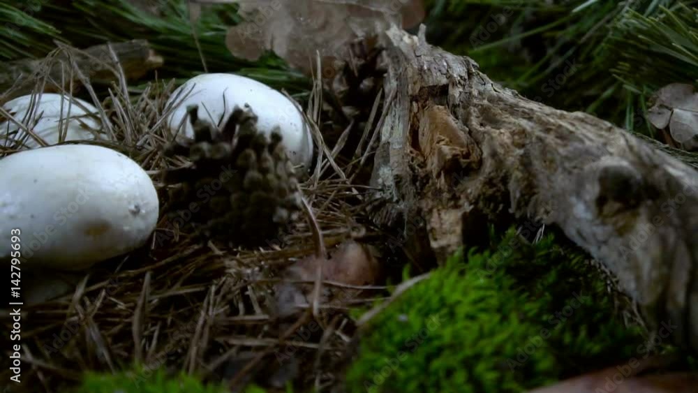 Pine cone falls from the tree to the needles. The camera slowly moves through the wet forest litter Pine cone falls from the tree to the needles. The camera slowly moves through the wet forest litter