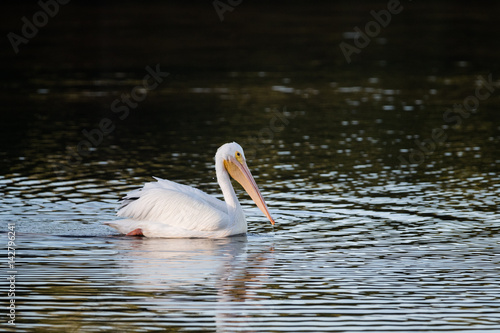 American white pelican