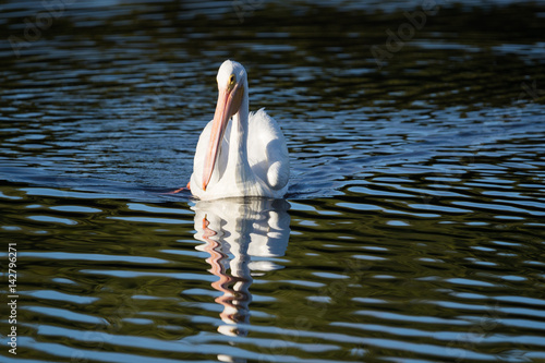 American white pelican photo