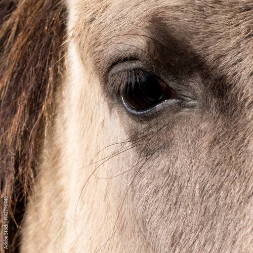 closeup of the eye of a horse
