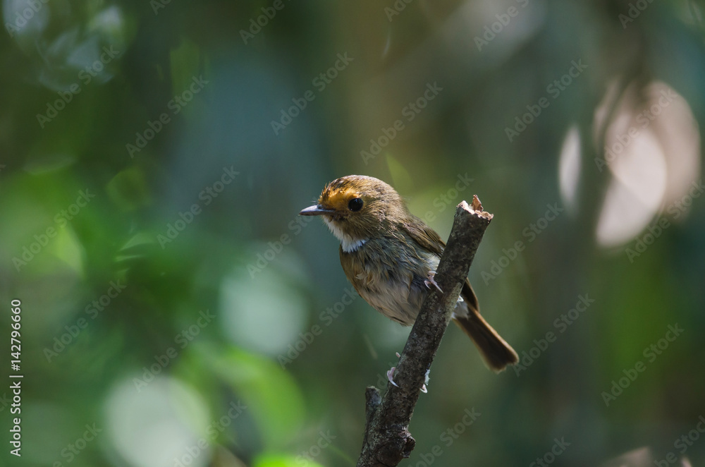 Rufous-browed Flycatcher perch in nature Rufous-browed Flycatcher perch in nature