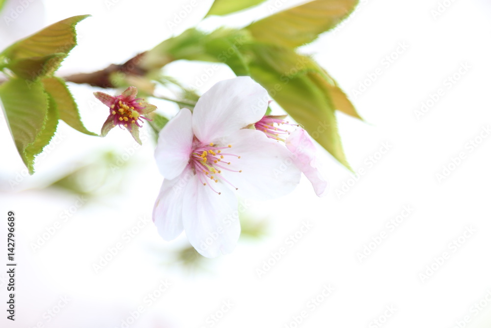 Naklejka premium 葉桜