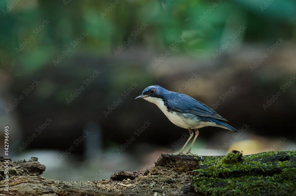 Siberian blue robin (Luscinia cyane) Siberian blue robin (Luscinia cyane)