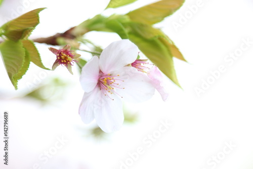 葉桜