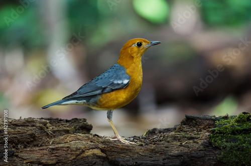 Orange-headed thrush (Geokichla citrina) © forest71