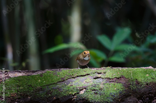 Rufous-browed Flycatcher perch in nature photo