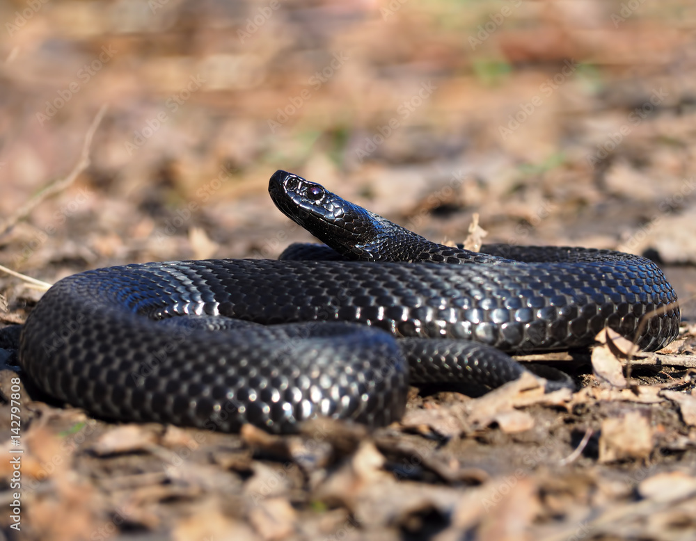 Fototapeta premium Black snake at the forest at the leaves curled up in the ball view fromright side