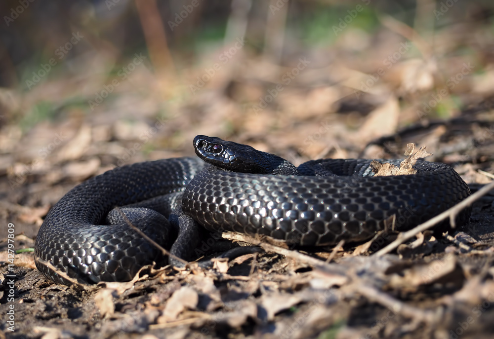 Fototapeta premium Black snake at the forest at the leaves view from right side