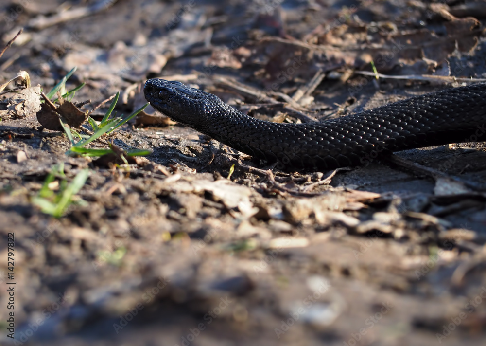 Black snake at the forest at leaves creeps away Black snake at the forest at leaves creeps away