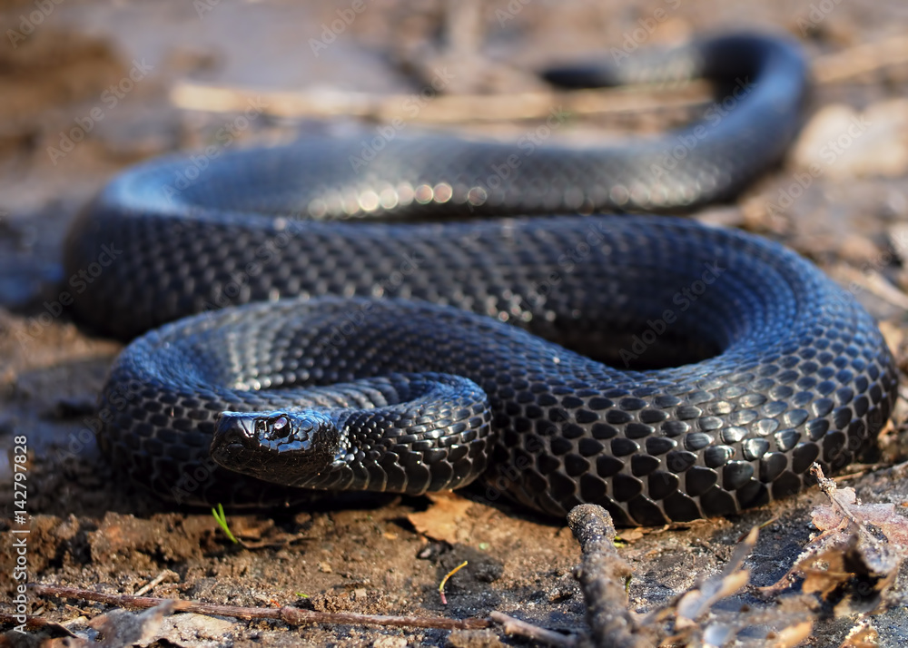 Fototapeta premium Black snake at the forest at leaves creeps to camera