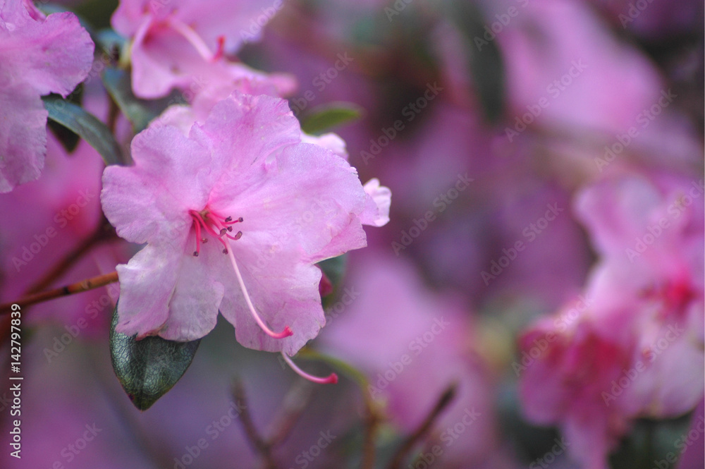 Rhododendron 'Praecox' flower close up