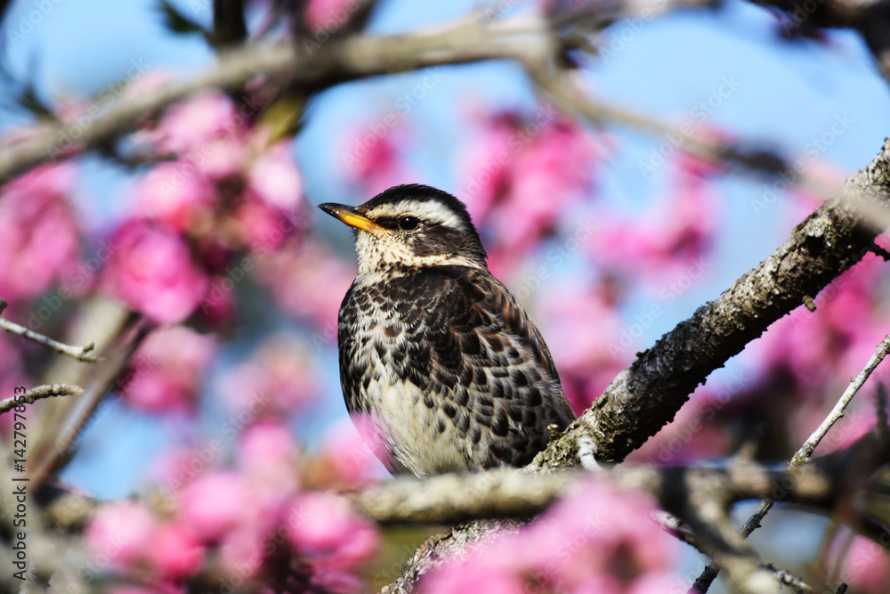桃の花に囲まれるツグミ 桃の花に囲まれるツグミ